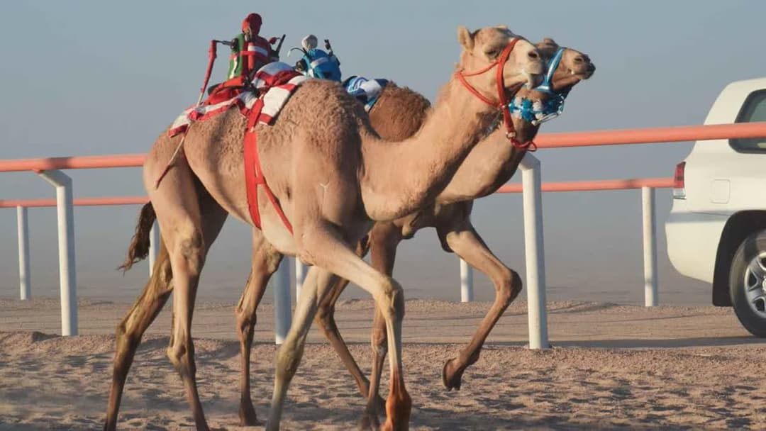 سباق الهجن بولاية هيماء