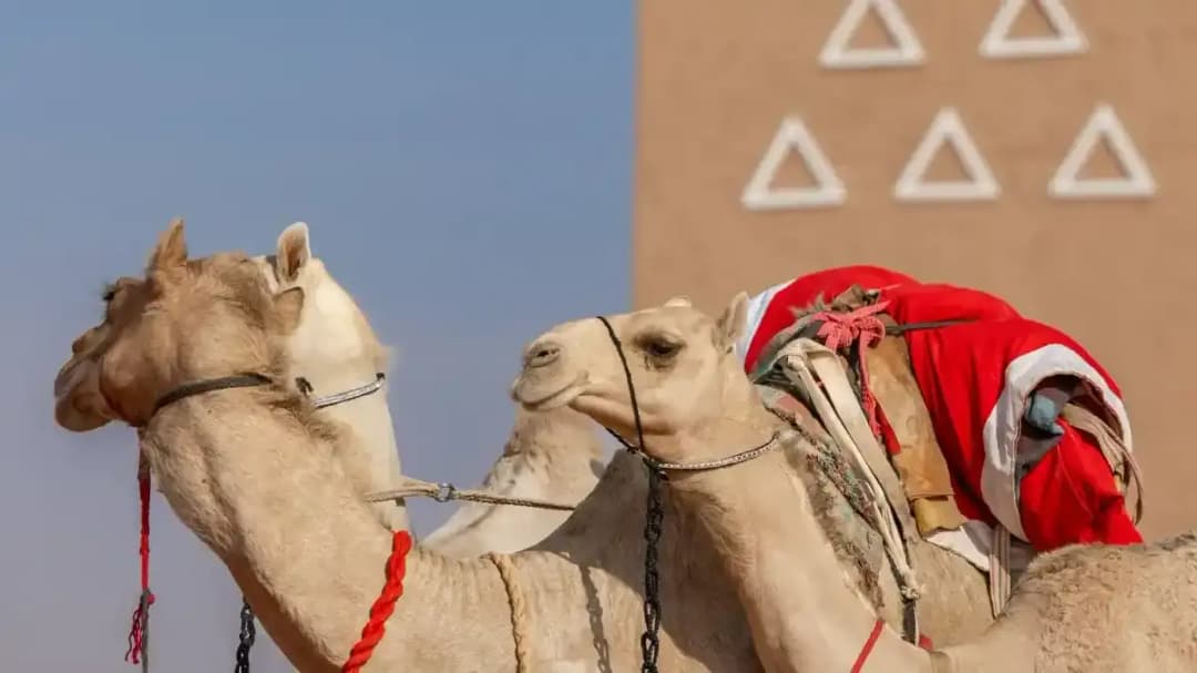 مهرجان الملك عبدالعزيز للإبل 2025