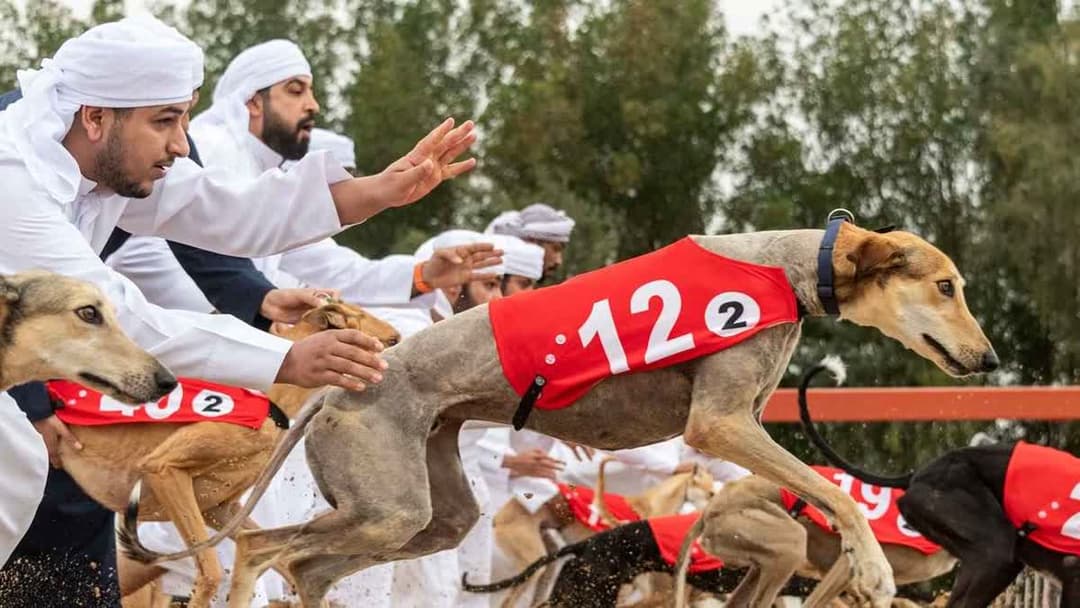 بطولة السلق في دبي