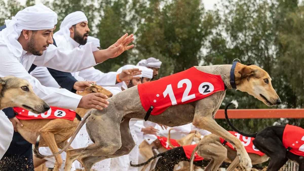 بطولة السلق في دبي