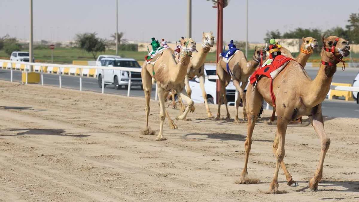 مهرجان أمير دولة قطر لسباقات الهجن