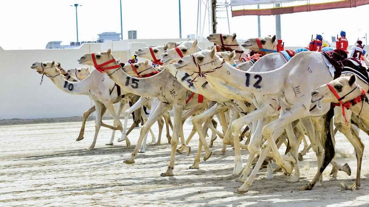 مهرجان سمو الأمير للهجن