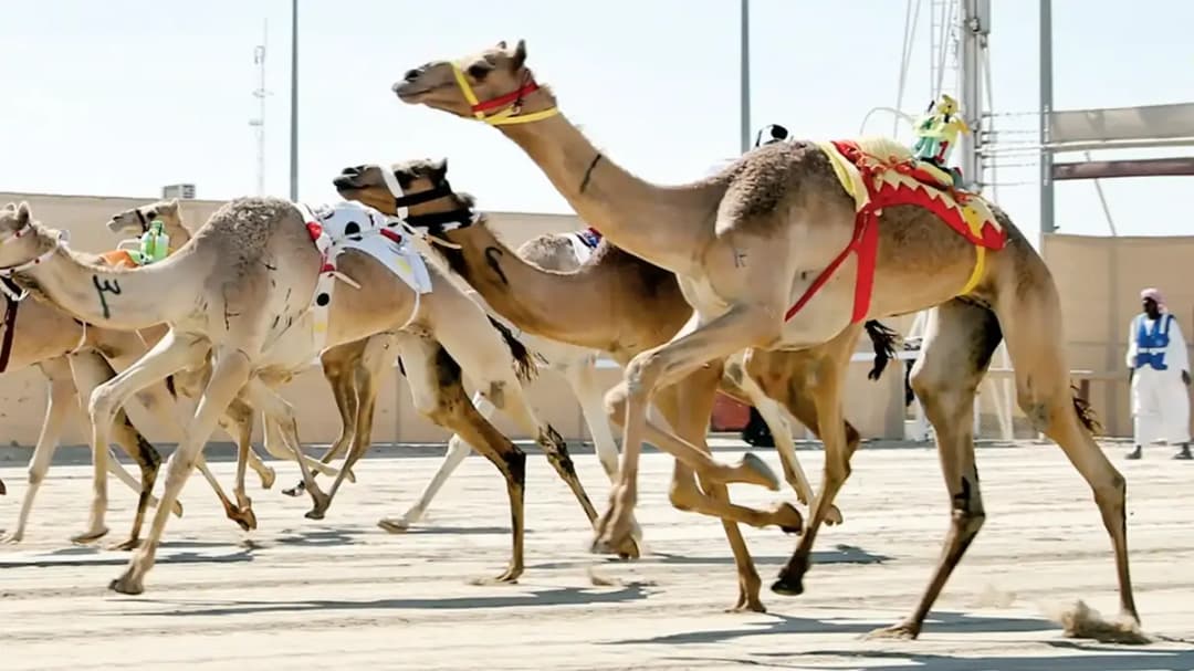 المهرجان سباقات الهجن