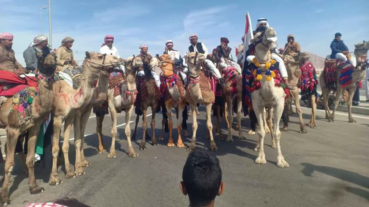 سباق الهجن بشرم الشيخ