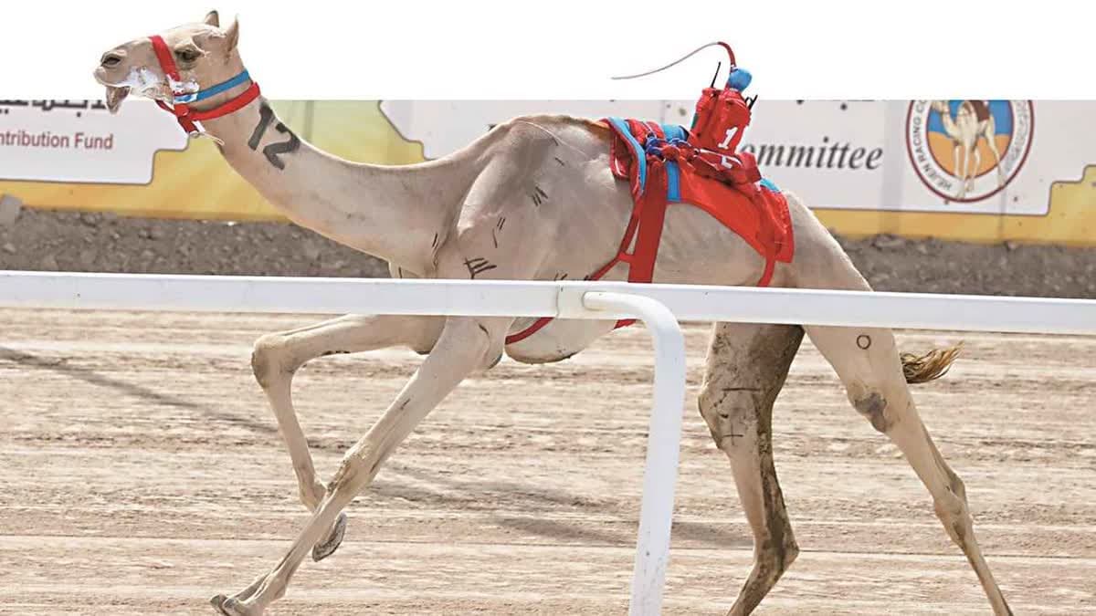 مهرجان الختام للهجن في قطر