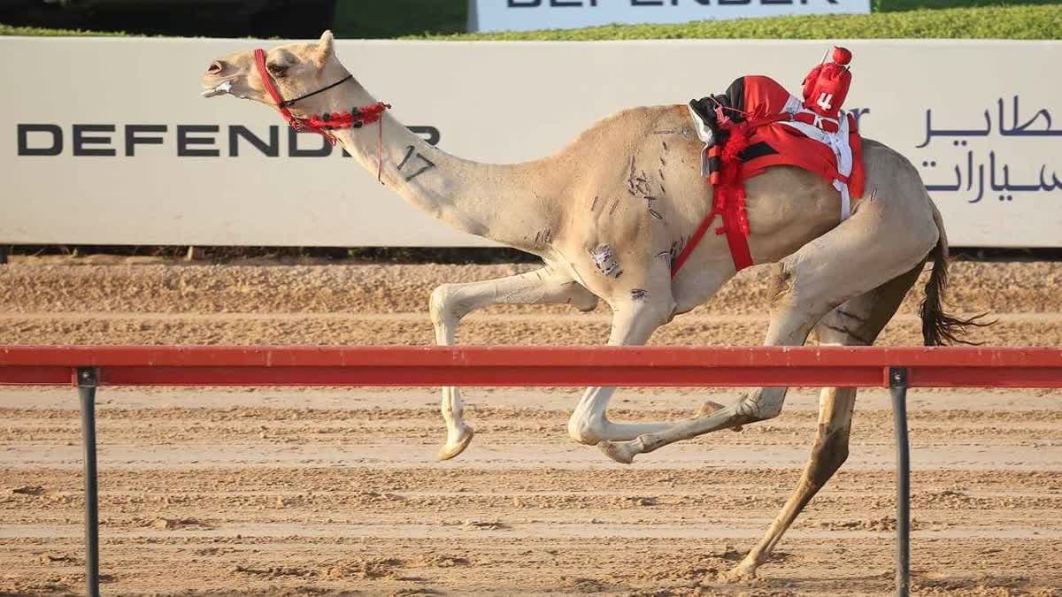 المهرجان الختامي للهجن العربية الأصيلة