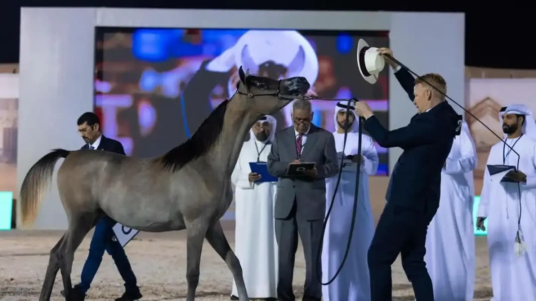 كأس الإمارات العالمي لجمال الخيل العربية