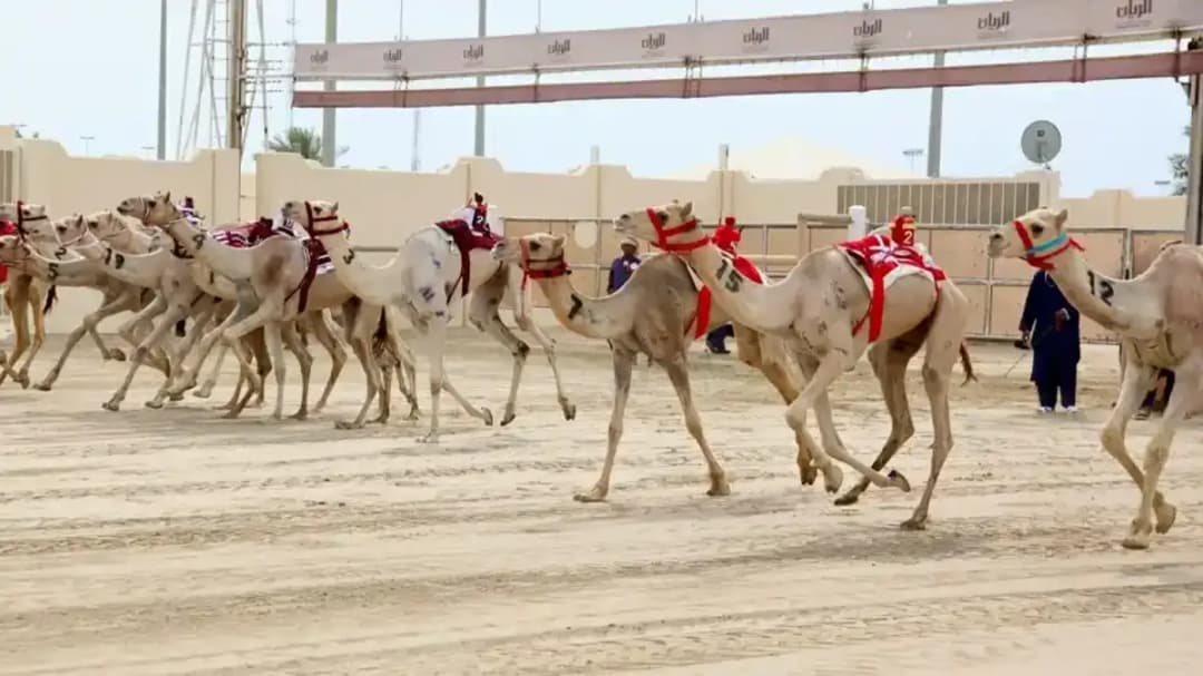 مِهرجان الهجن العربيَّة الأصيلة
