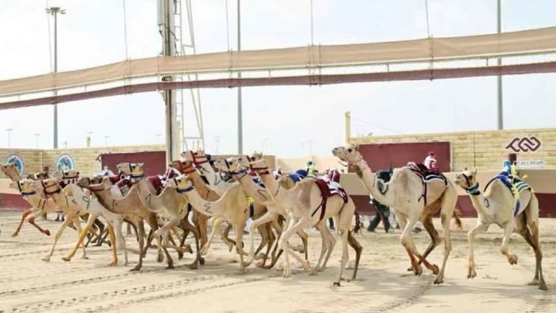 مهرجان الهجن