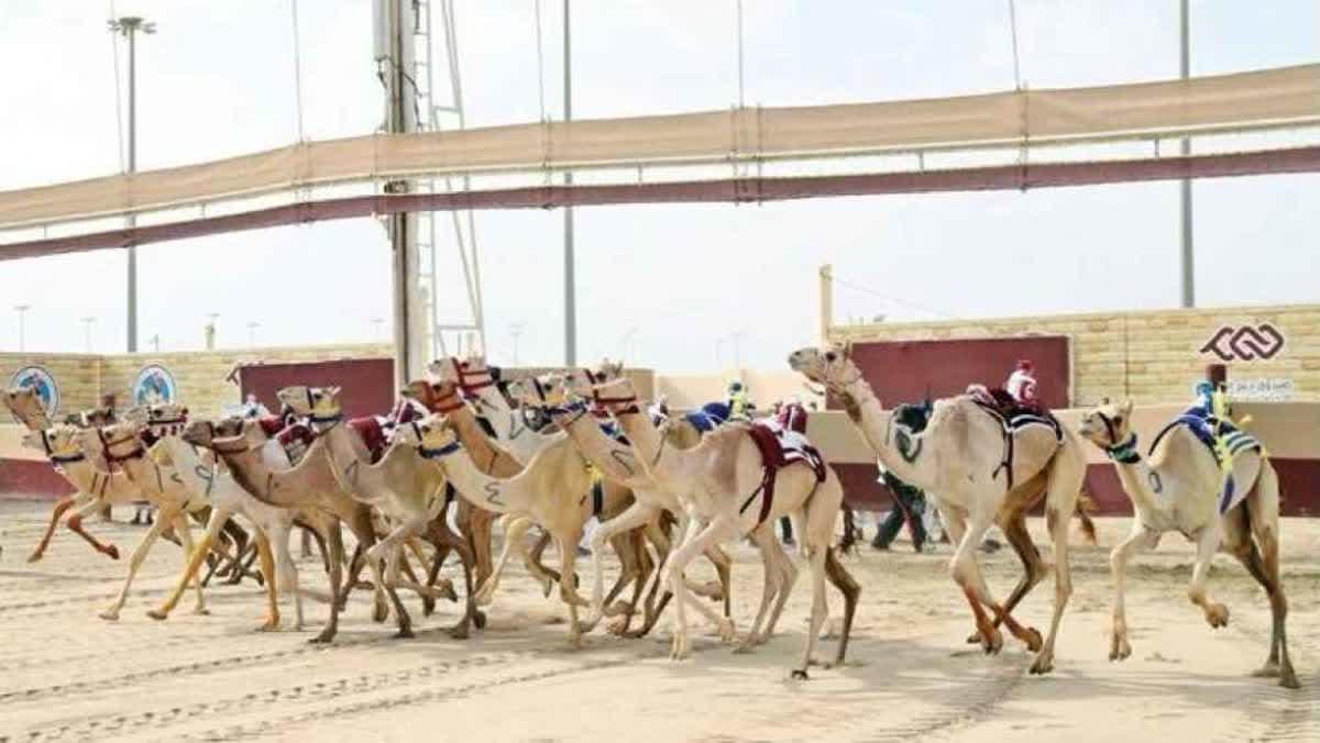 مهرجان الهجن