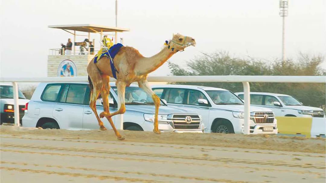 المهرجان الأغلى للهجن