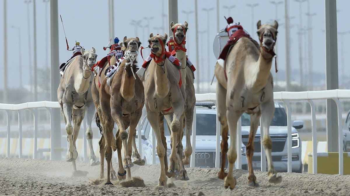ميدان الشحانية