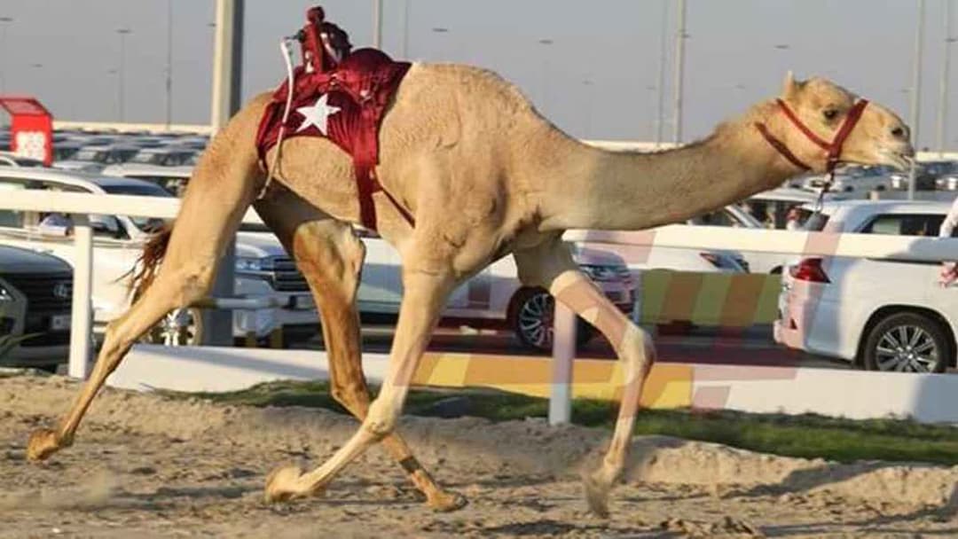 مهرجان الأمير للهجن