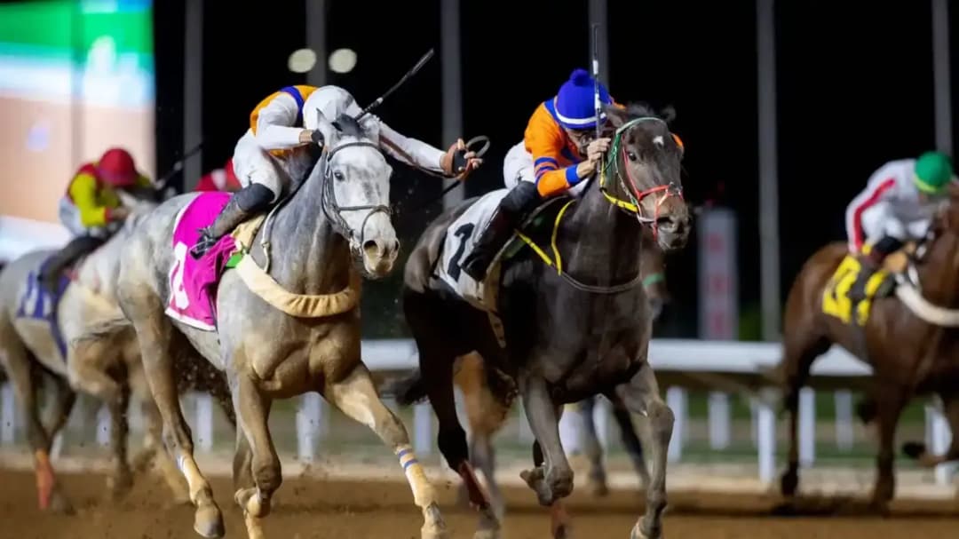 موسم سباقات الخيل المحلية.