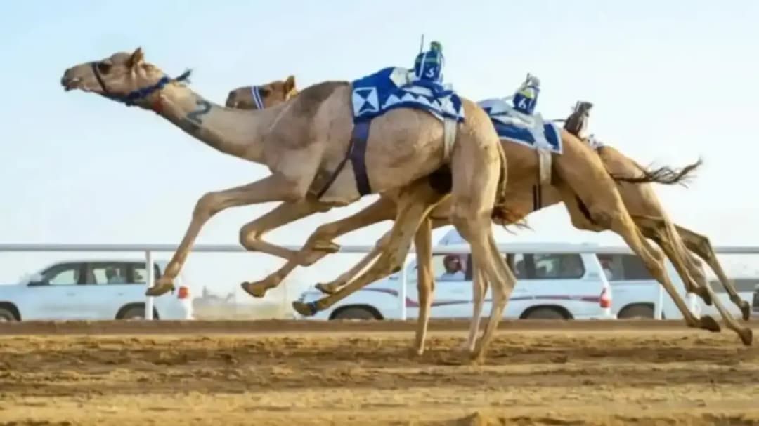 سباق مهرجان المفاريد