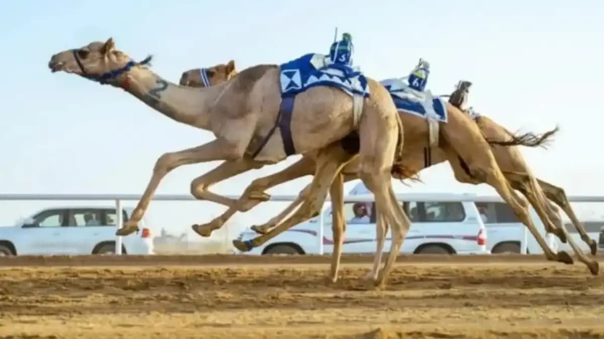 سباق مهرجان المفاريد