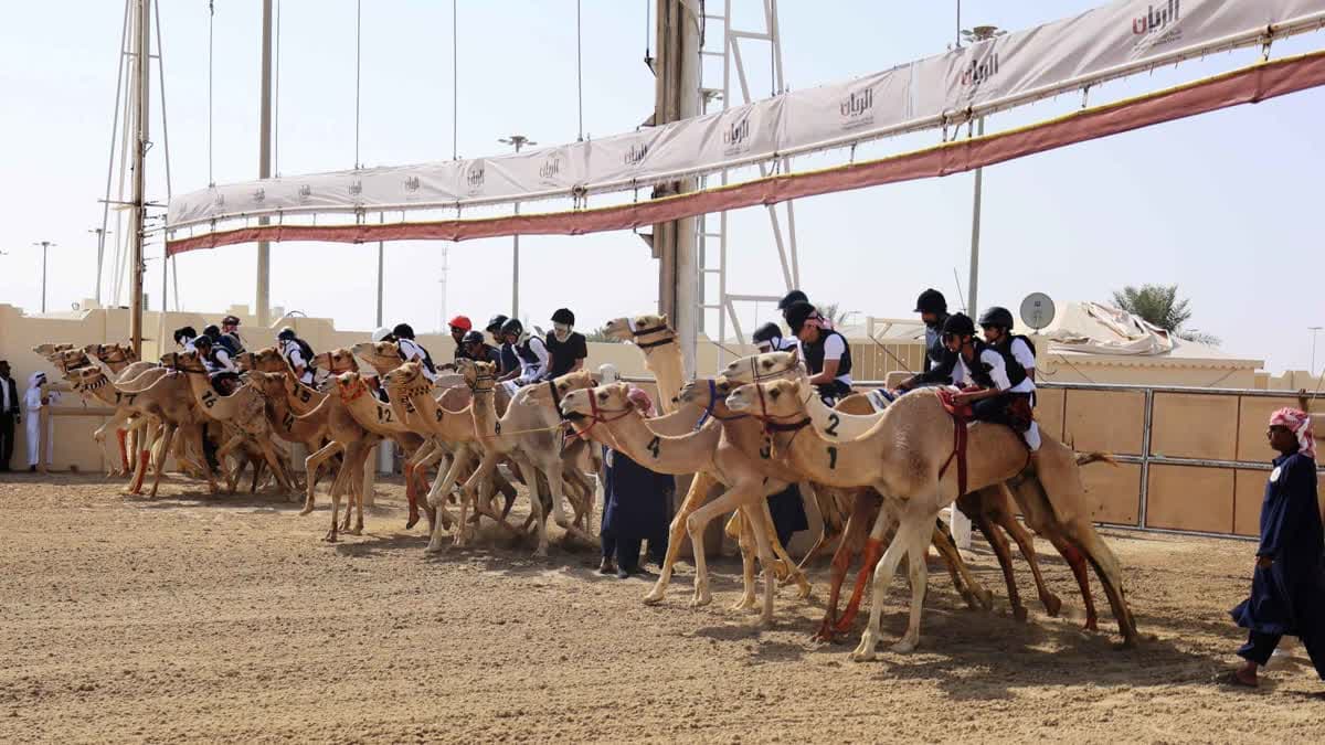 مهرجان سيف الامير