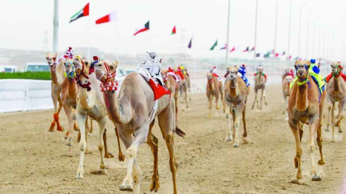 سباقات الهجن