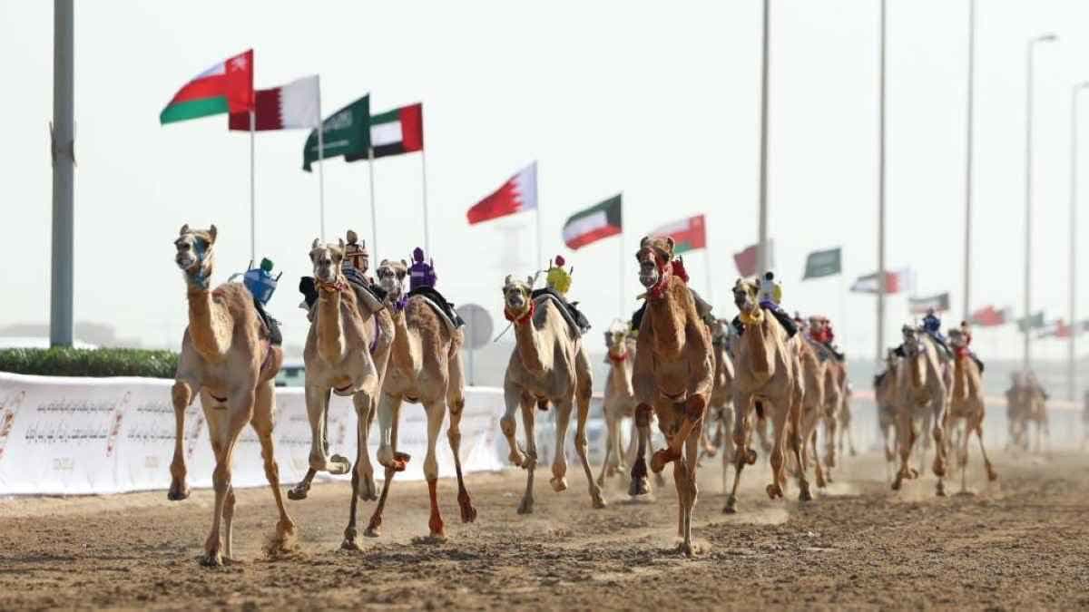 مهرجان سيف الأمير للهجن