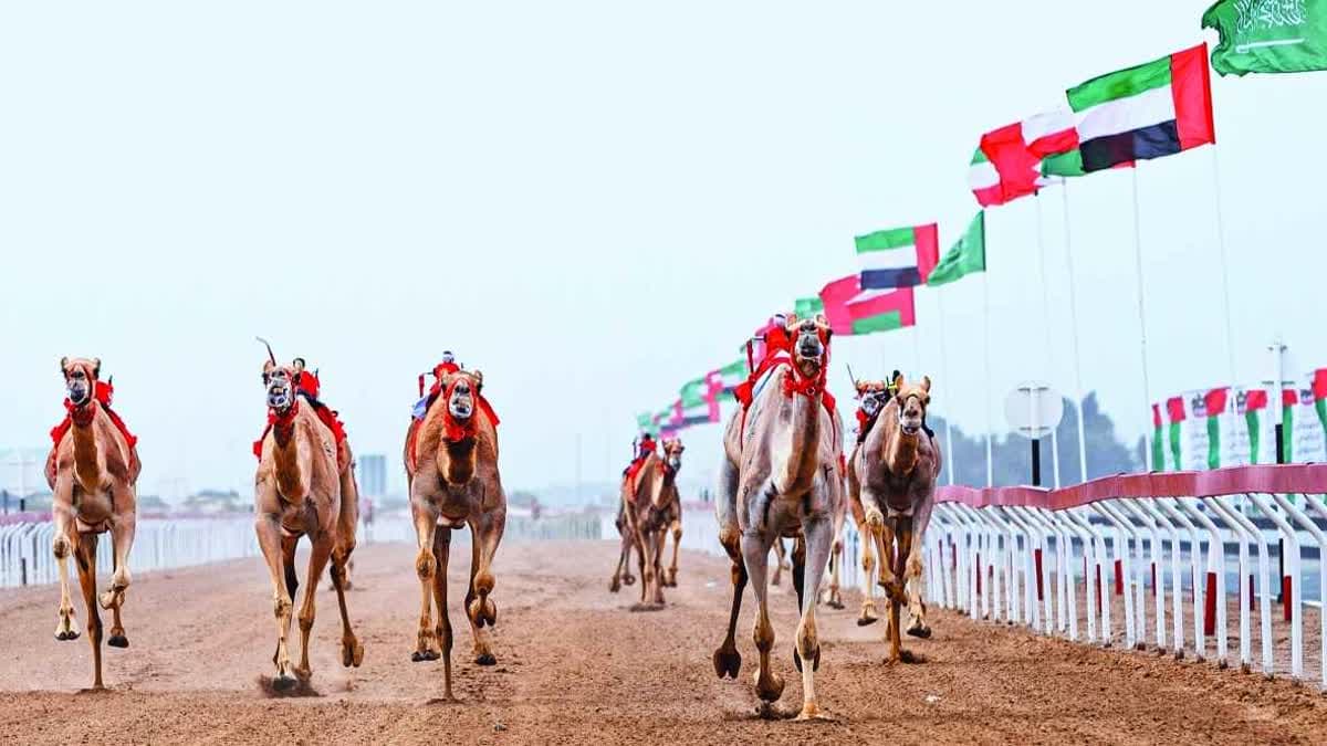 سباقات الهجن العربية