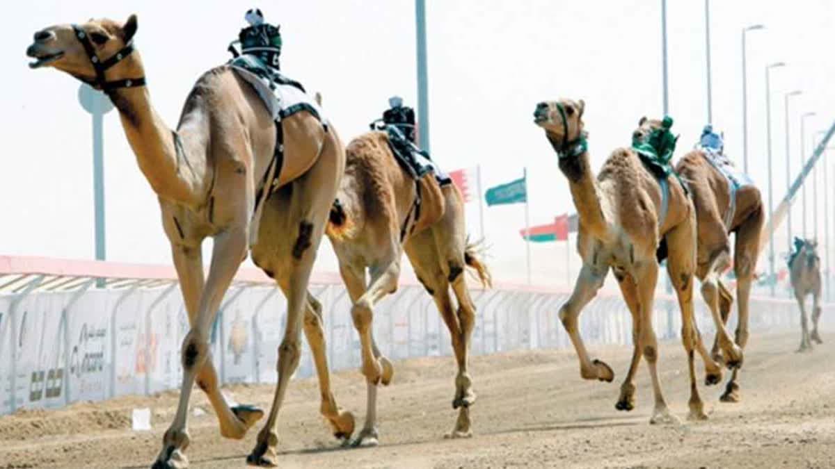 سباق المفاريد