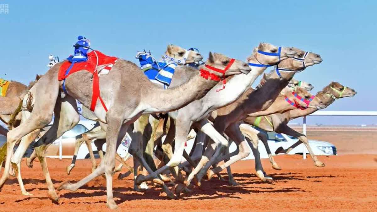 ختامي الوثبة