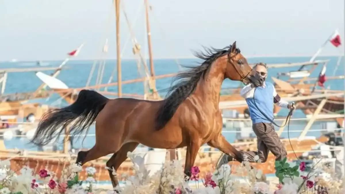 خيل الجزيرة