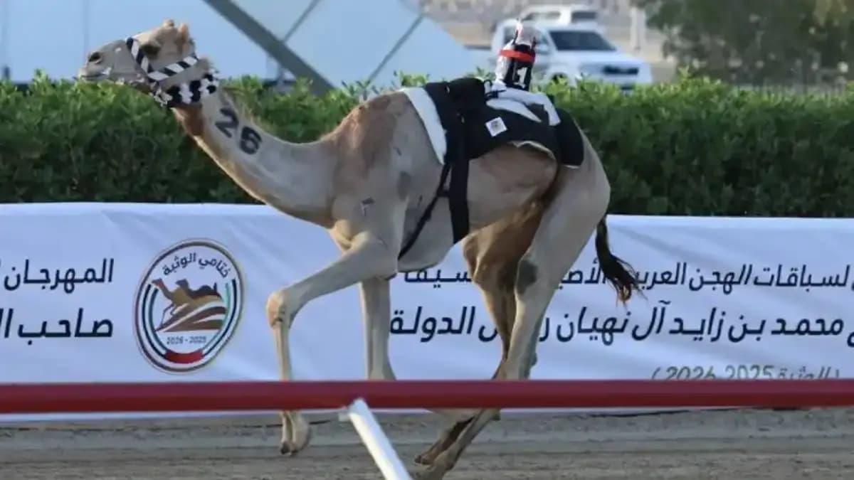 حشيمة ختامي الوثبة