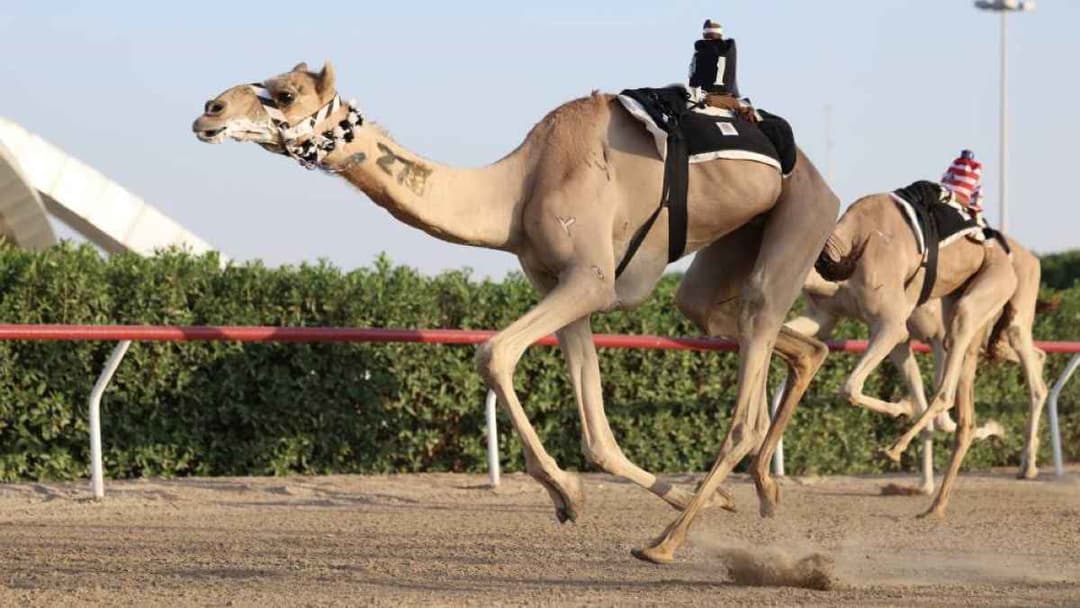 النود