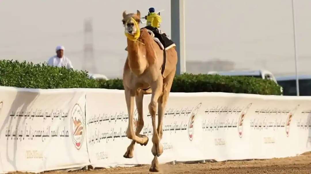 أرياف