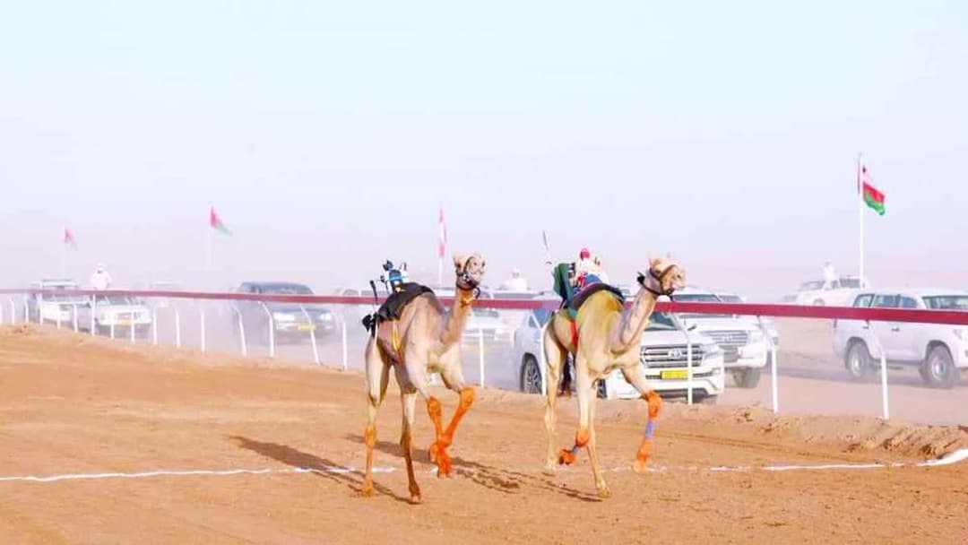 الشاهينية وشاهين