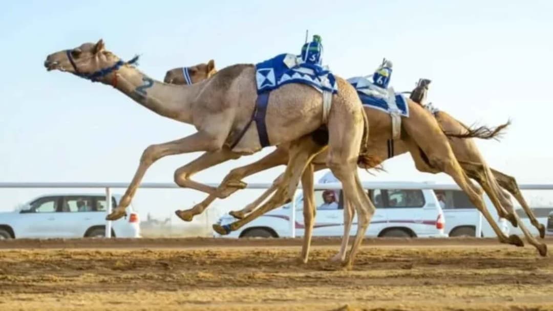 ميدان الهجن بنجران.