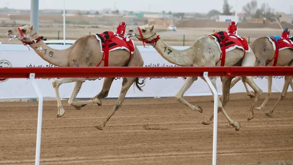 هجن الرئاسة