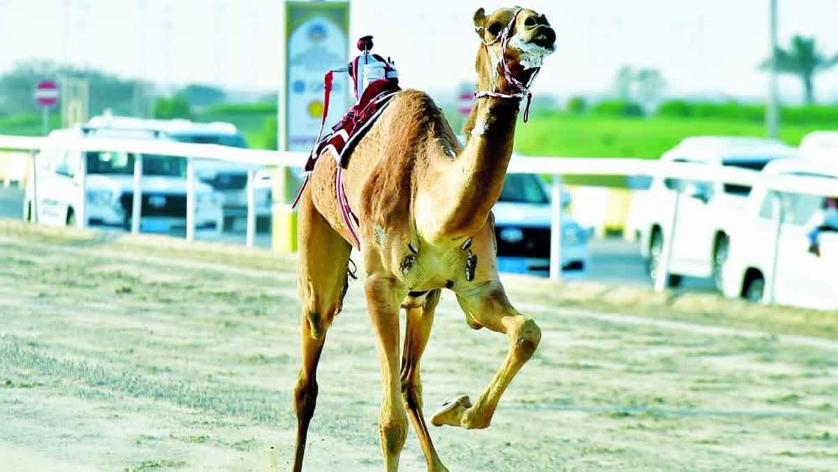 هجن العنابي