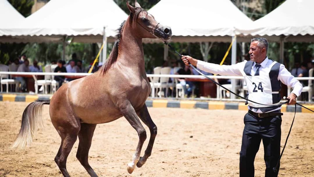 بطولة الأردن الوطنية للخيول العربية الأصيلة