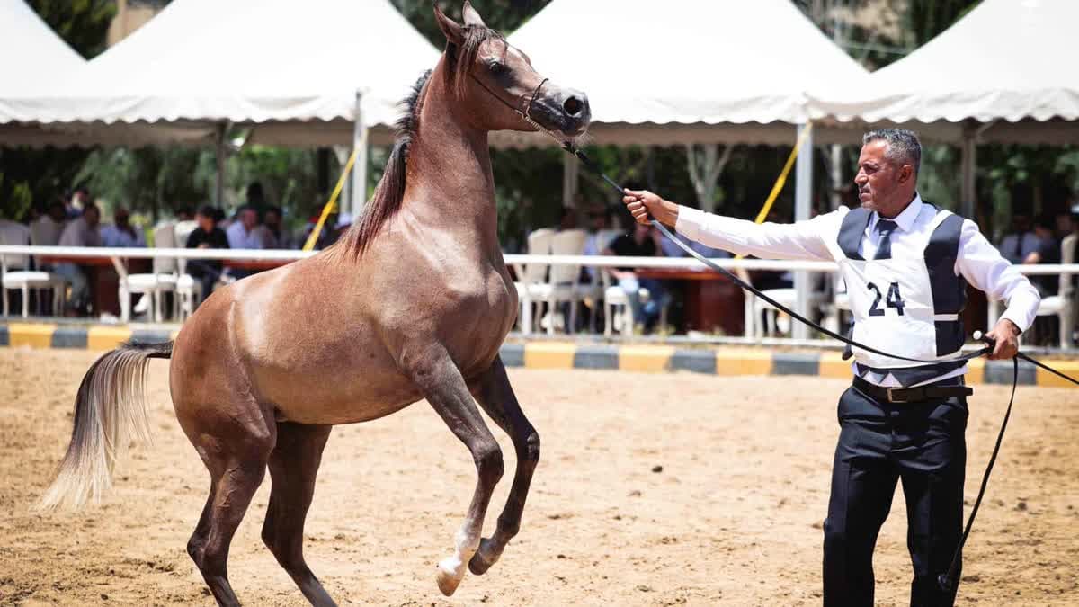 بطولة الأردن الوطنية للخيول العربية الأصيلة