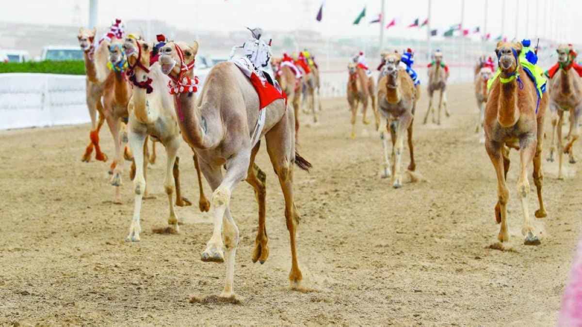 سباق الهجن
