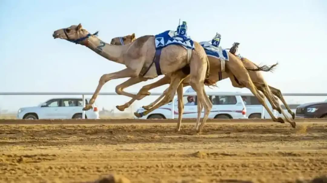 سباق الهجن