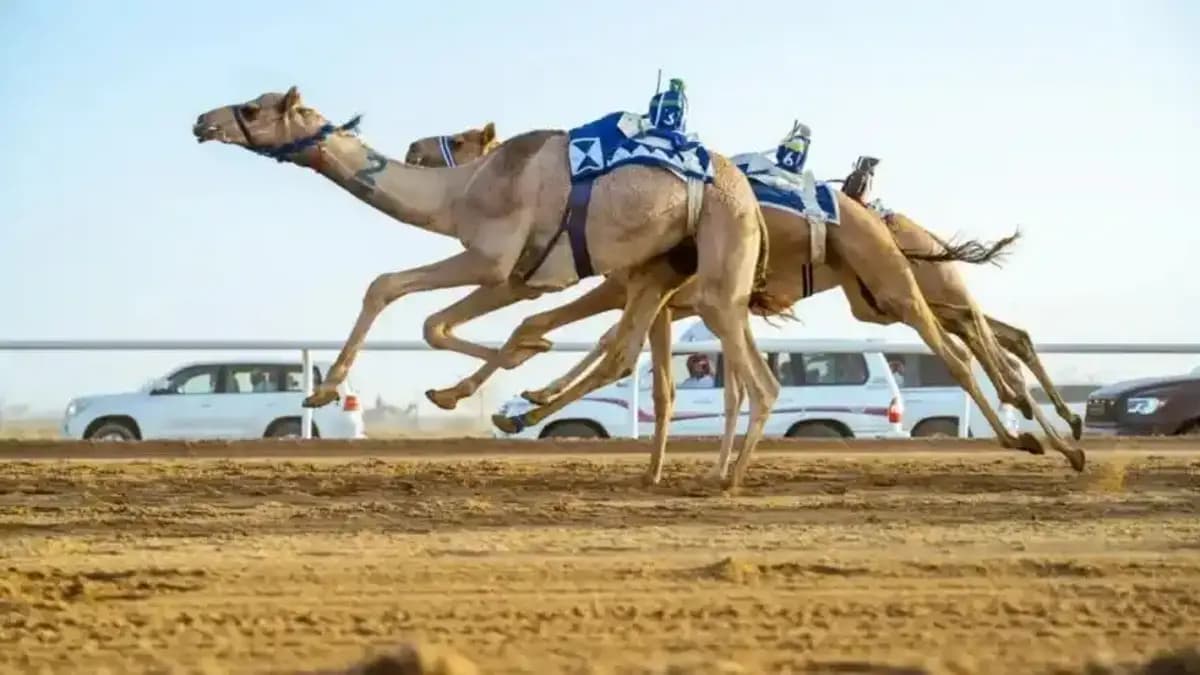 سباق الهجن
