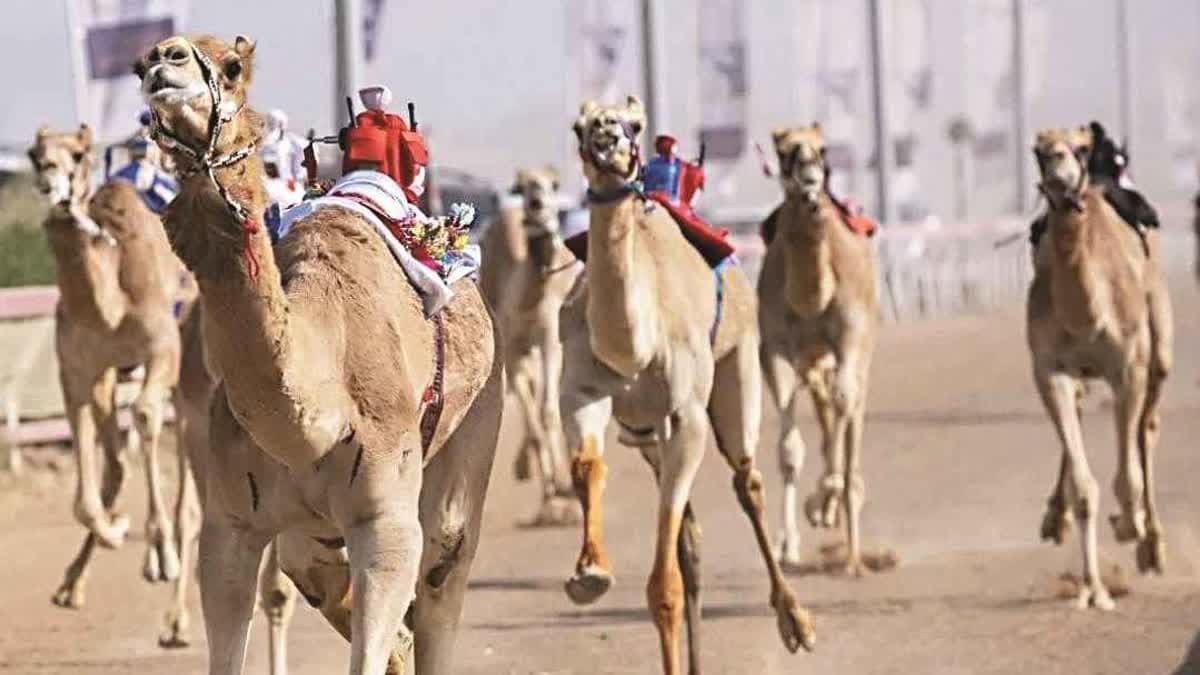 سباق الهجن.