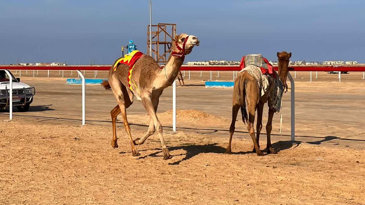 سباقات الهجن بالعريش