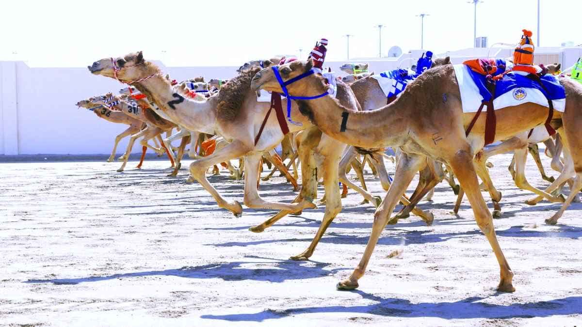 سباق الهجن