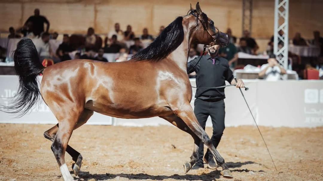 بطولة جمال الخيل العربية