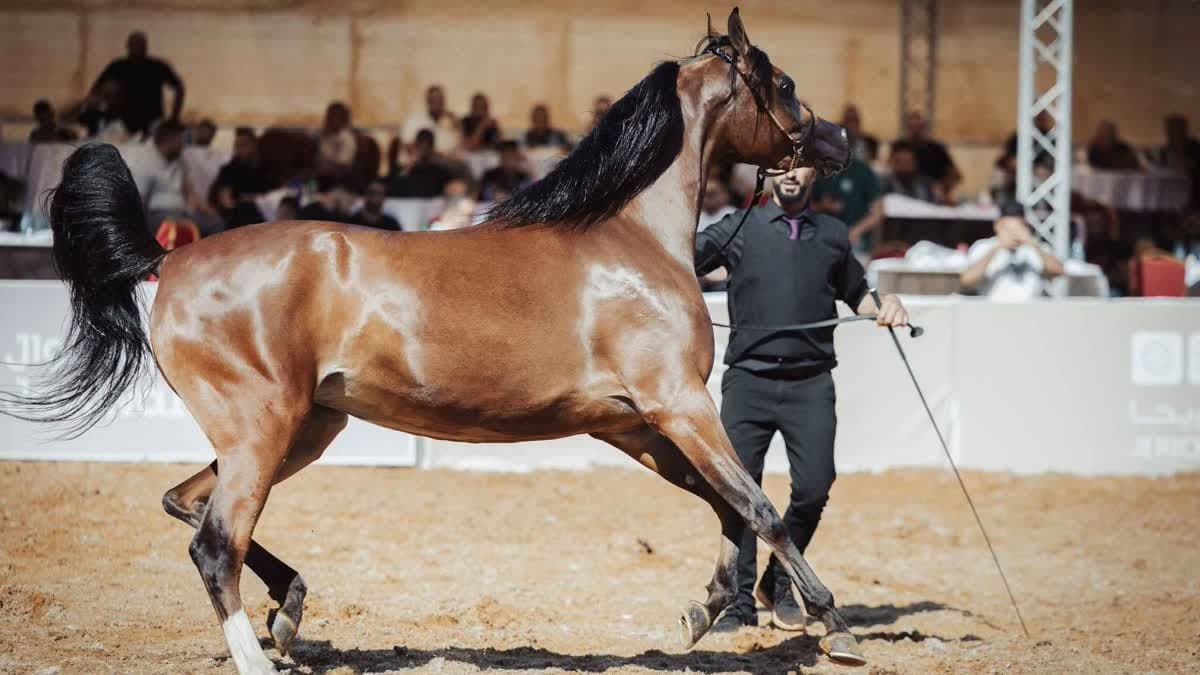 بطولة جمال الخيل العربية