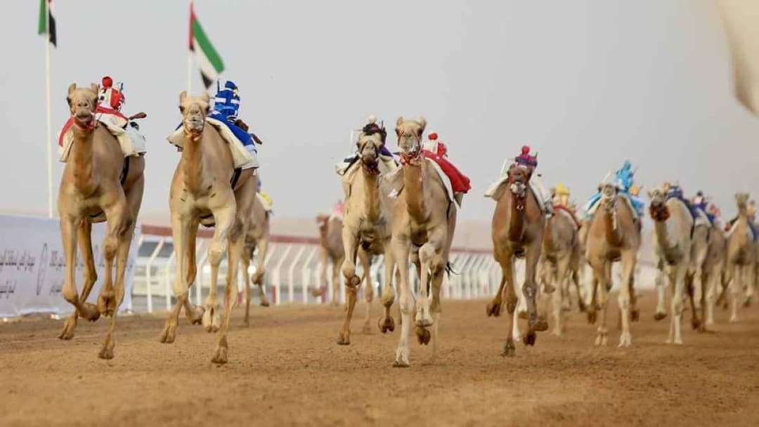 سن الفطامين