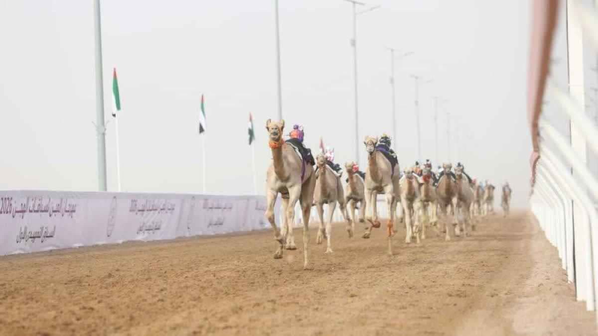 الشاهينية