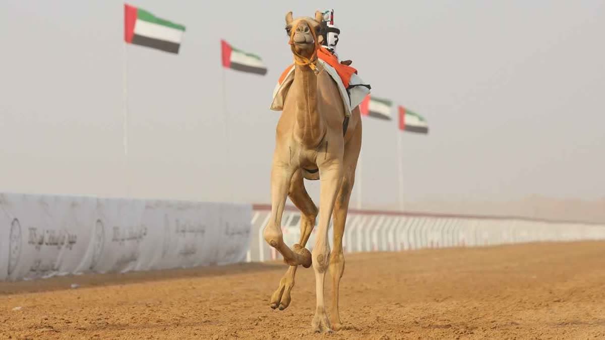 سباق الهجن
