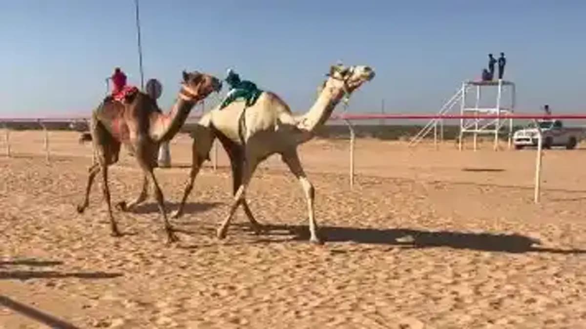 مهرجان الهجن