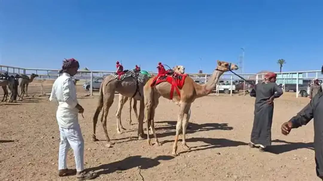 سباق الهجن الدولى