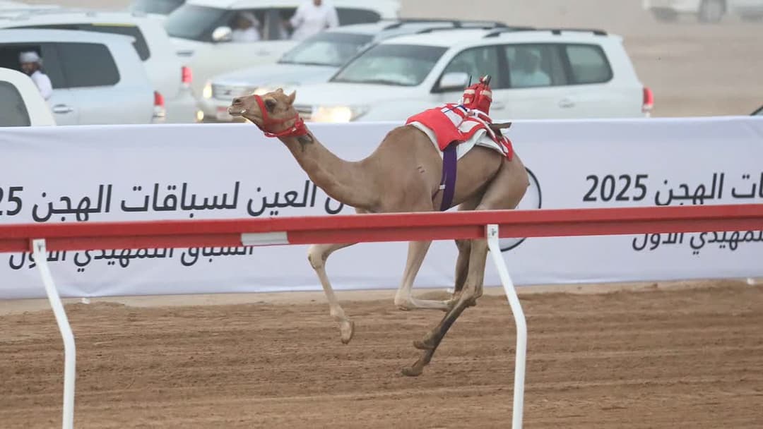 سباق الهجن